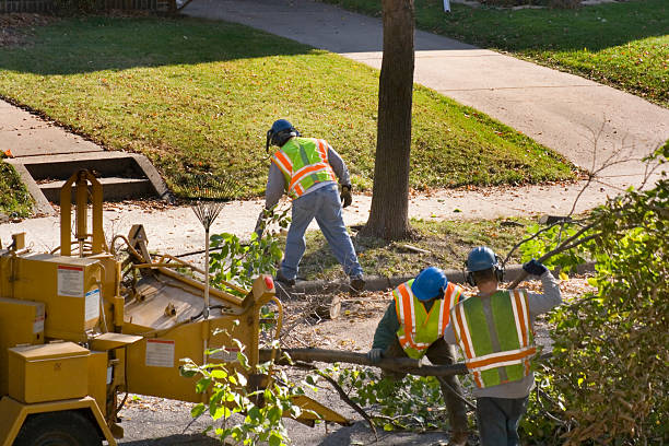 The Steps Involved in Our Tree Care Process in Bulverde, TX